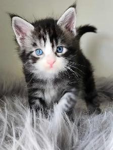 PUREBREED MAINE COON KITTENS - Photo 2