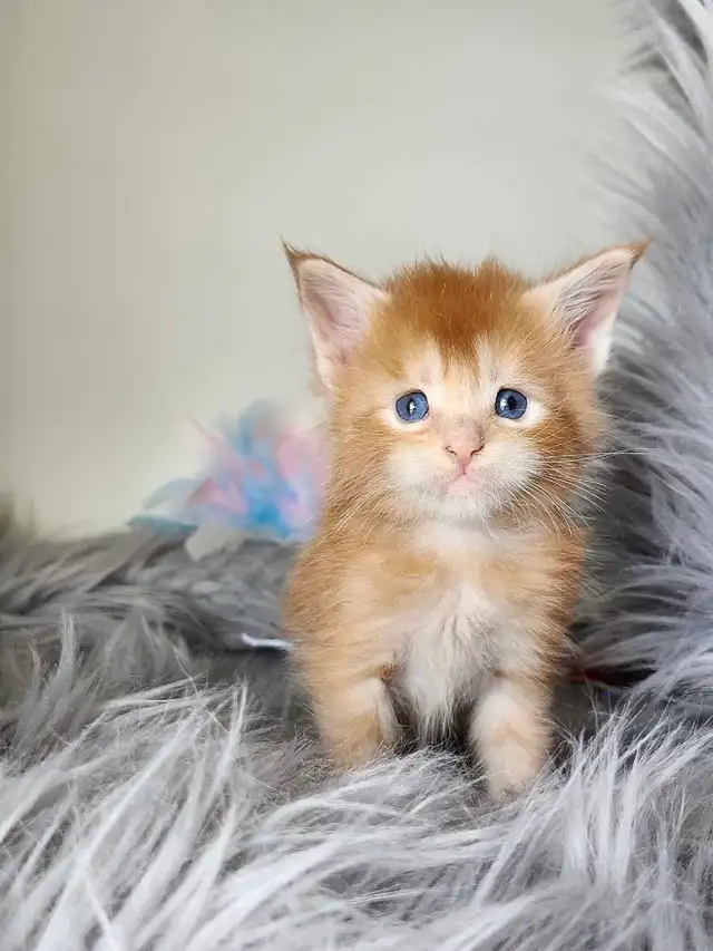 PUREBREED MAINE COON KITTENS - Photo 3