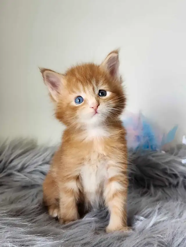 PUREBREED MAINE COON KITTENS - Photo 4