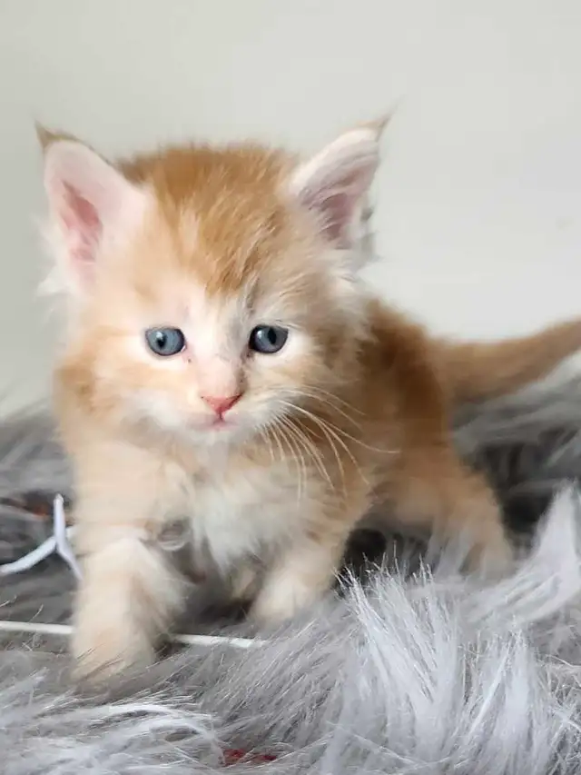 PUREBREED MAINE COON KITTENS - Photo 5