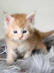PUREBREED MAINE COON KITTENS - Photo 5