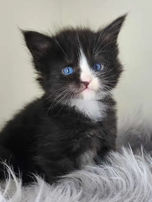 PUREBREED MAINE COON KITTENS - Photo 6
