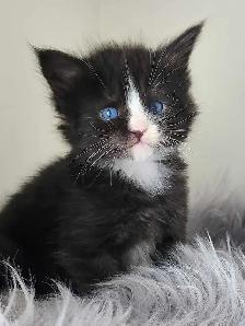 PUREBREED MAINE COON KITTENS - Photo 6