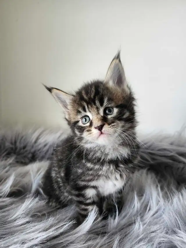 PUREBREED MAINE COON KITTENS - Photo 7