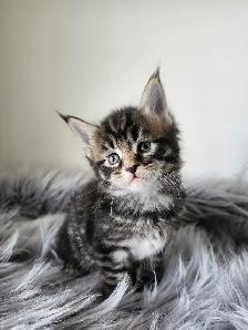 PUREBREED MAINE COON KITTENS - Photo 7