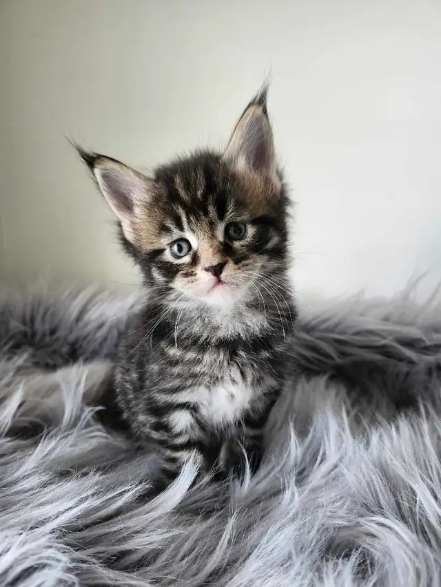 PUREBREED MAINE COON KITTENS - Photo 8