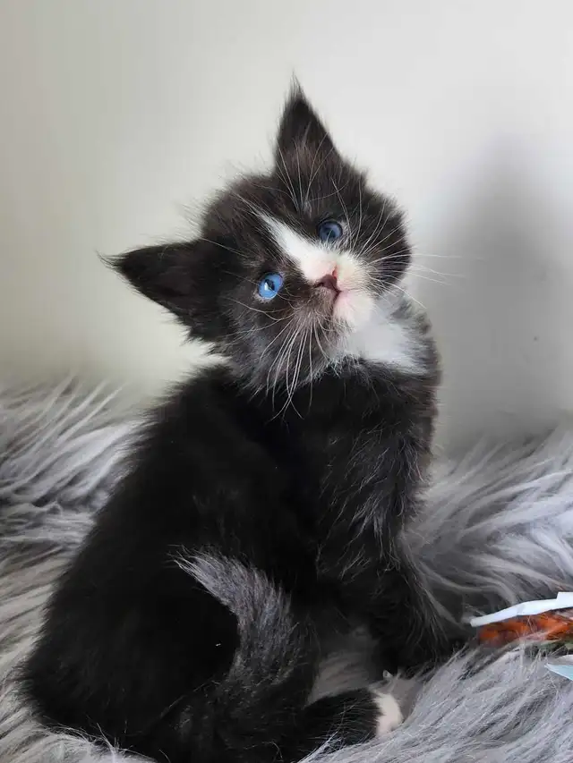 PUREBREED MAINE COON KITTENS - Photo 9