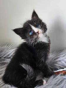 PUREBREED MAINE COON KITTENS - Photo 9