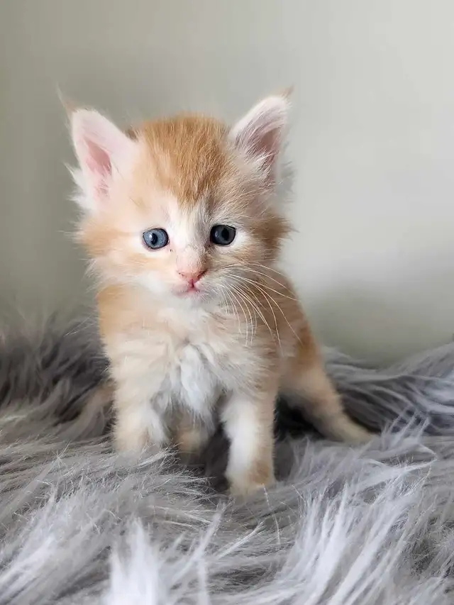 PUREBREED MAINE COON KITTENS - Photo 10