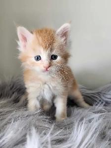 PUREBREED MAINE COON KITTENS - Photo 10