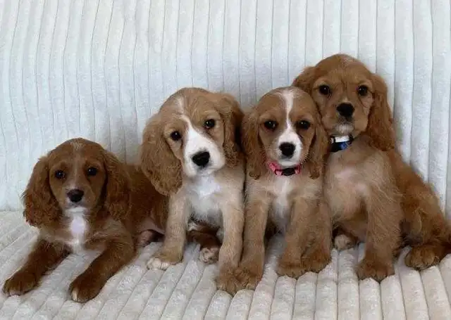 Cocker Spaniel Cavalier Puppies