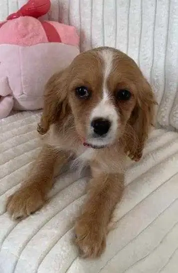Cocker Spaniel Cavalier Puppies - Photo 2