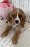 Cocker Spaniel Cavalier Puppies - Photo 2