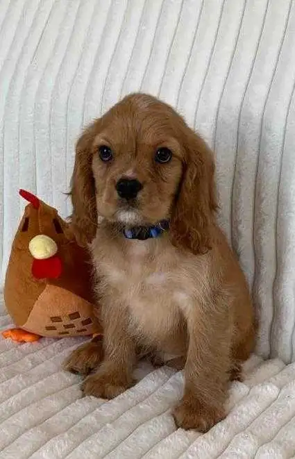 Cocker Spaniel Cavalier Puppies - Photo 3