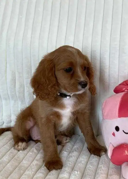 Cocker Spaniel Cavalier Puppies - Photo 4