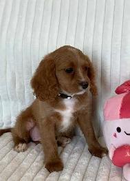 Cocker Spaniel Cavalier Puppies - Photo 4