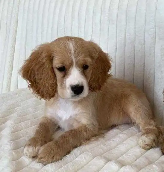 Cocker Spaniel Cavalier Puppies - Photo 5