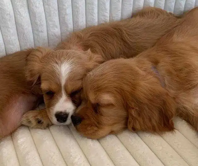 Cocker Spaniel Cavalier Puppies - Photo 6