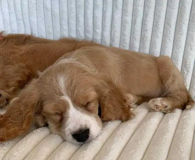 Cocker Spaniel Cavalier Puppies - Photo 7