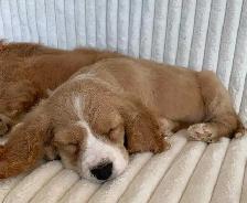 Cocker Spaniel Cavalier Puppies - Photo 7