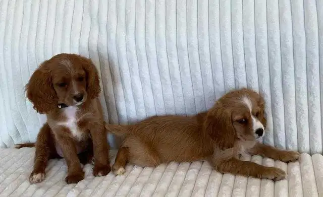 Cocker Spaniel Cavalier Puppies - Photo 8
