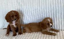 Cocker Spaniel Cavalier Puppies - Photo 8