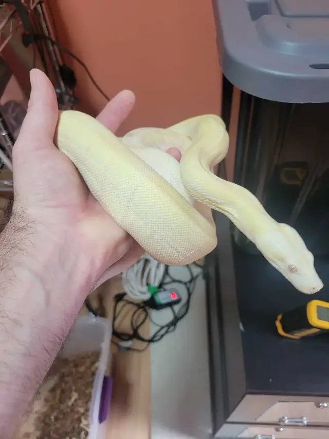 Boas and carpet python