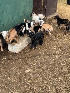 Nigerian goat babies