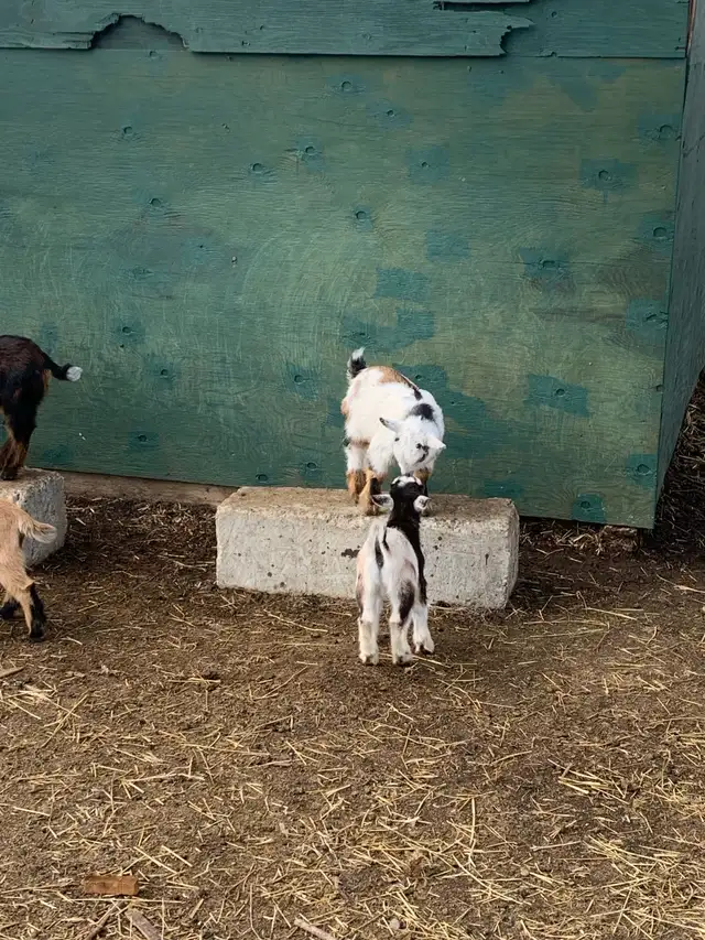 Nigerian goat babies - Photo 3