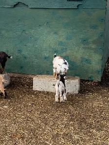 Nigerian goat babies - Photo 3