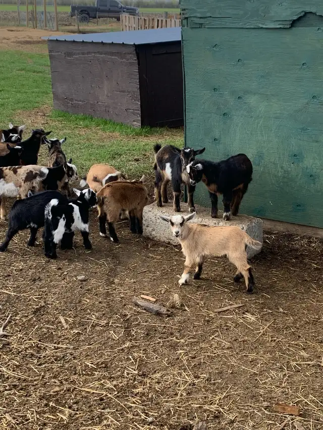Nigerian goat babies - Photo 4