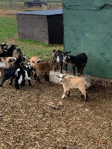 Nigerian goat babies - Photo 4