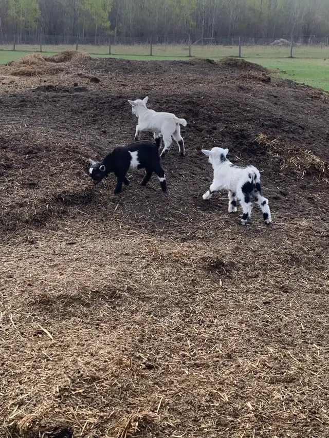 Nigerian goat babies - Photo 5