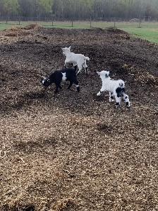 Nigerian goat babies - Photo 5