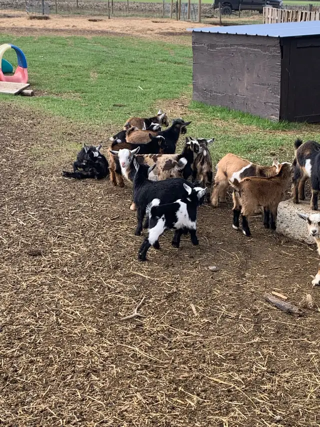 Nigerian goat babies - Photo 6