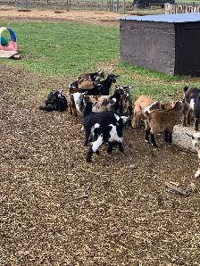 Nigerian goat babies - Photo 6
