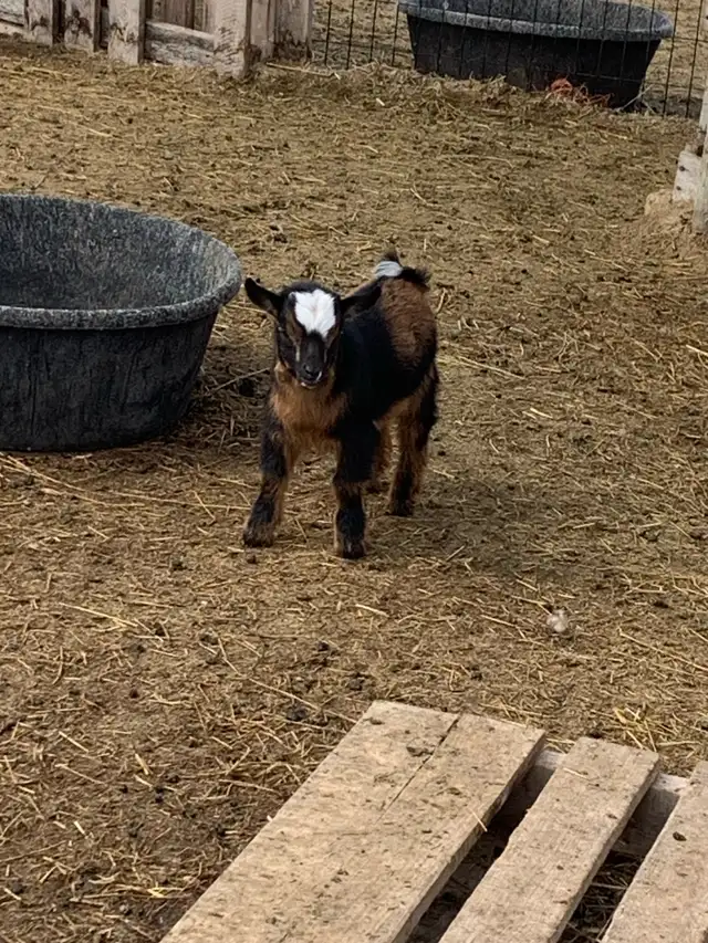Nigerian goat babies - Photo 7
