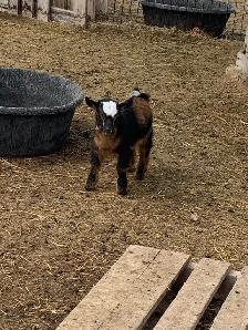 Nigerian goat babies - Photo 7