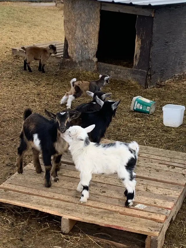 Nigerian goat babies - Photo 8