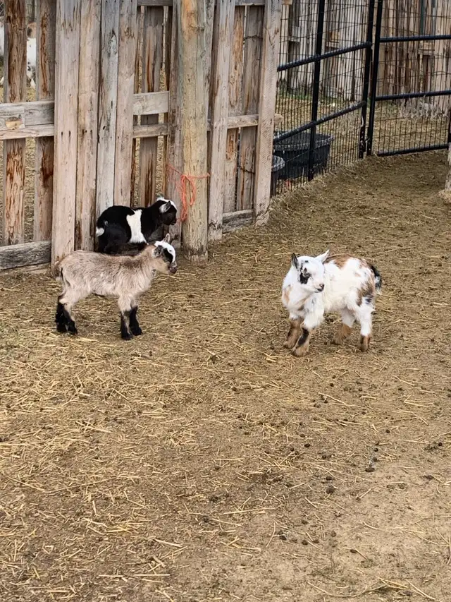 Nigerian goat babies - Photo 9