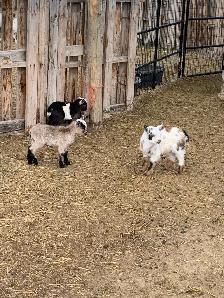 Nigerian goat babies - Photo 9