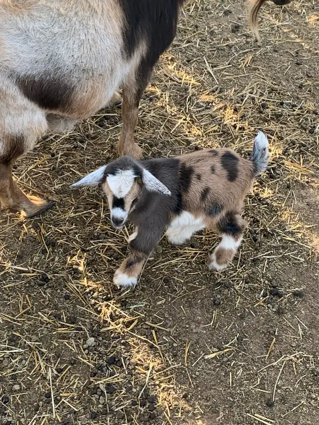 Nigerian goat babies - Photo 10
