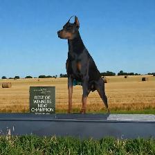 Euro Doberman Puppies
