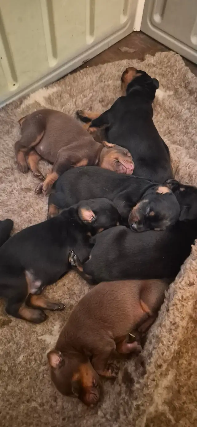 Euro Doberman Puppies - Photo 2