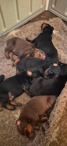 Euro Doberman Puppies - Photo 2