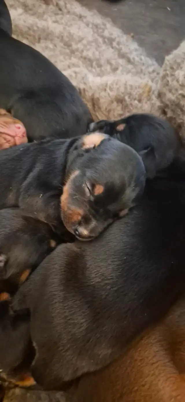 Euro Doberman Puppies - Photo 3