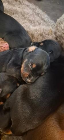 Euro Doberman Puppies - Photo 3