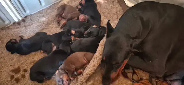 Euro Doberman Puppies - Photo 4