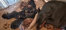 Euro Doberman Puppies - Photo 4