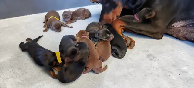 Euro Doberman Puppies - Photo 5